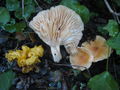 Hygrophorus leporinus